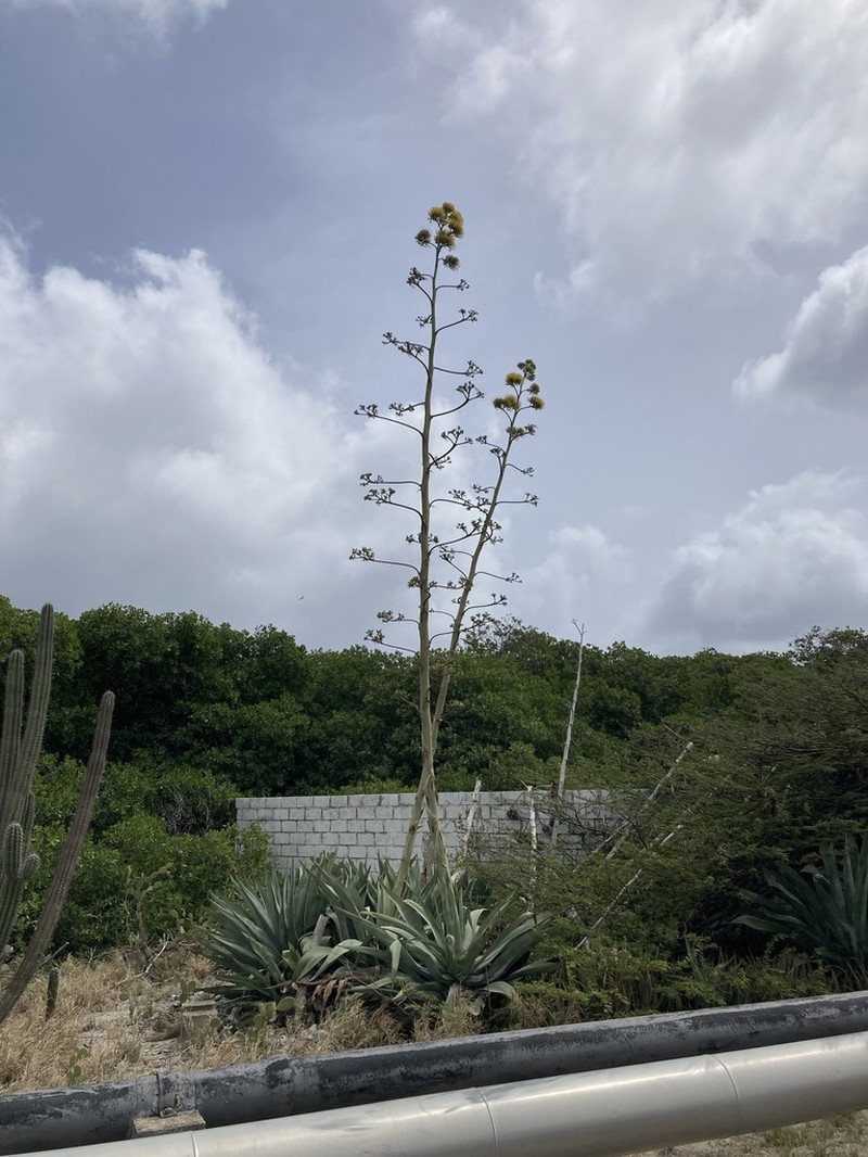 Agave karatto photo 6