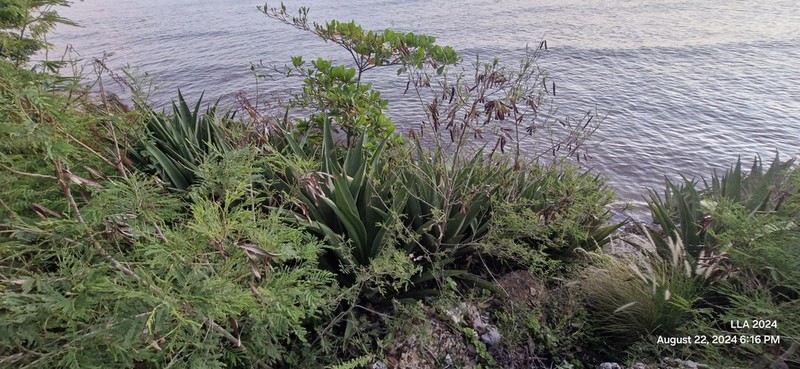 Agave karatto photo 7