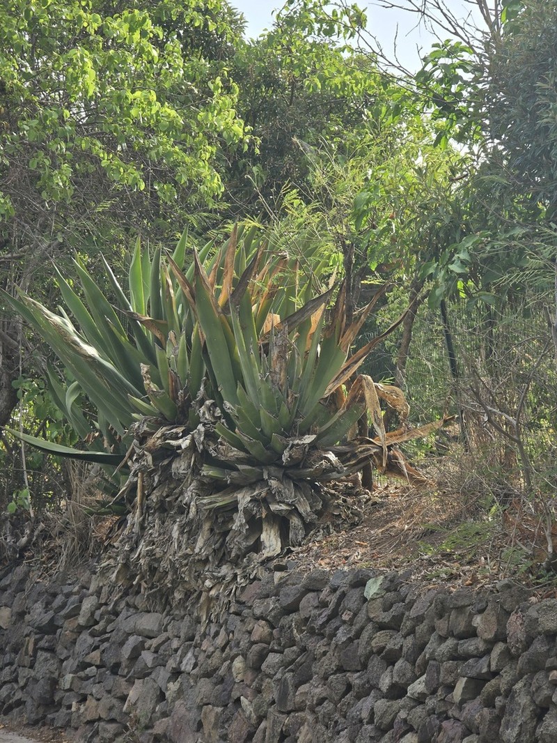 Agave karatto photo 8