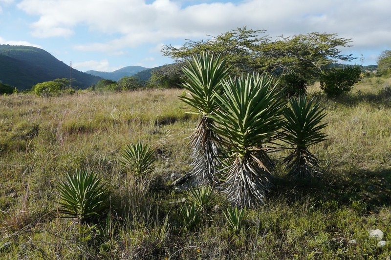 Agave karwinskii