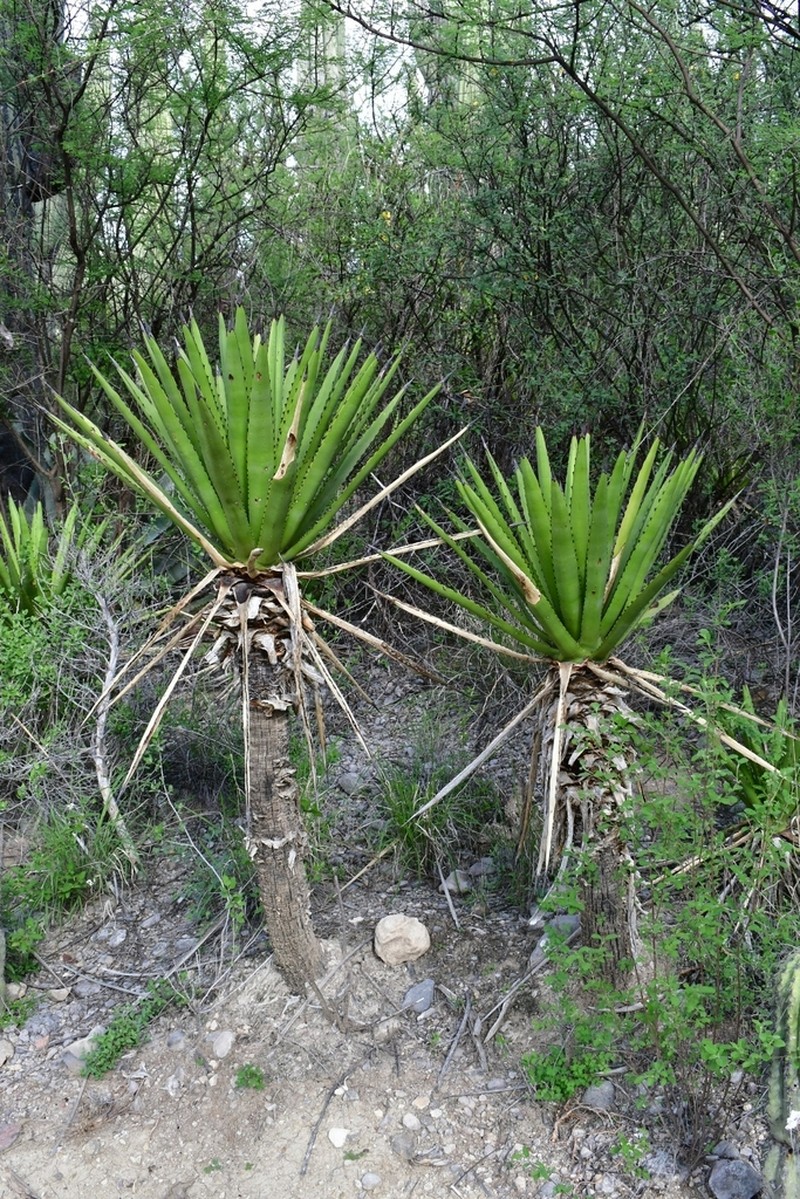 Agave karwinskii photo 2