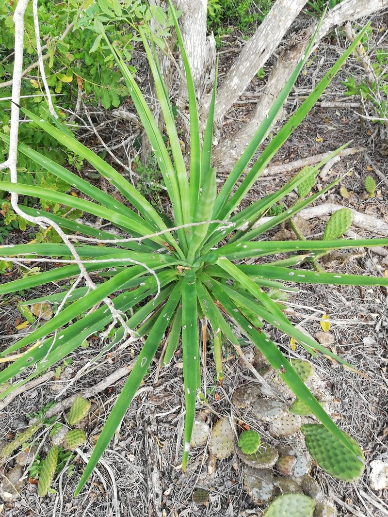 Agave karwinskii photo 3
