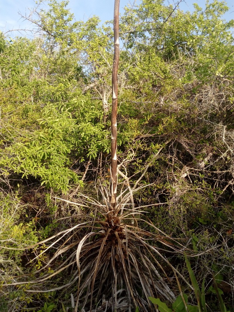Agave karwinskii photo 4