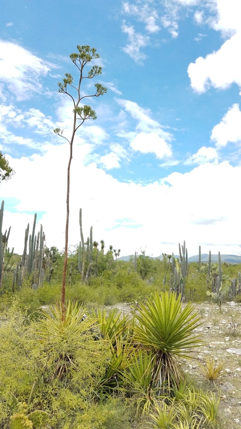 Agave karwinskii photo 5