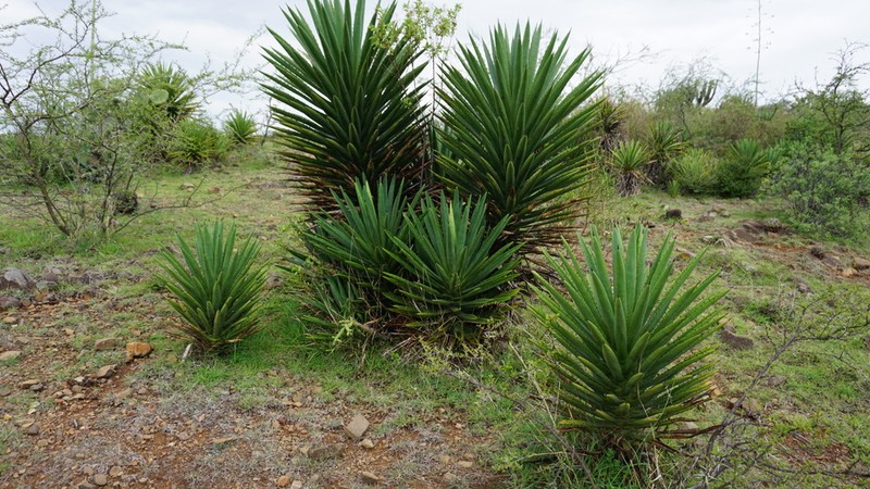 Agave karwinskii photo 6
