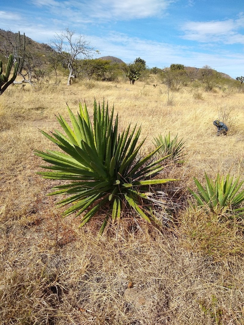 Agave karwinskii photo 7