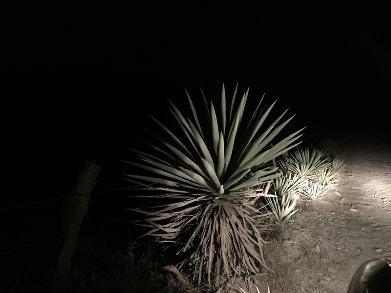 Agave karwinskii photo 8
