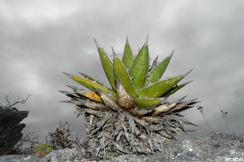 Agave kerchovei