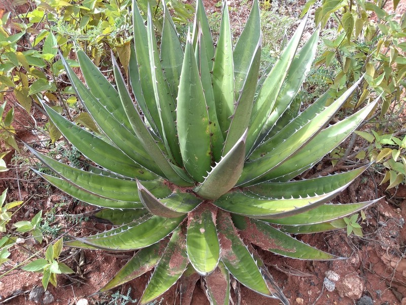 Agave kerchovei photo 2