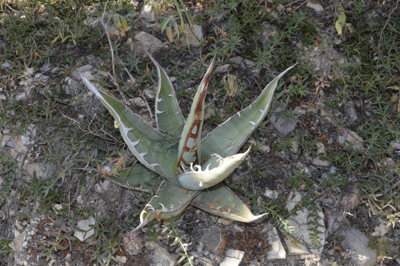 Agave kerchovei photo 3