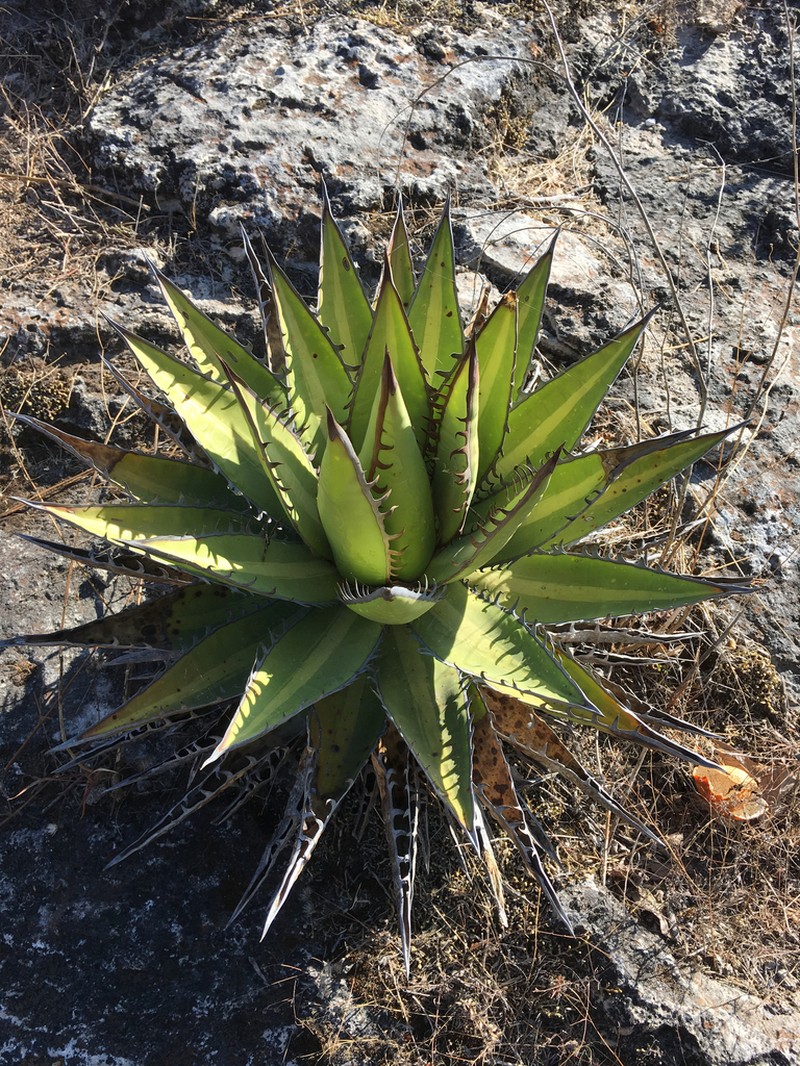 Agave kerchovei photo 4