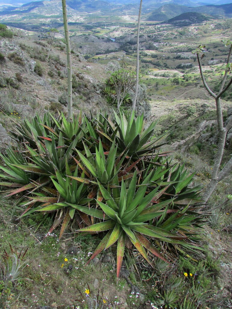 Agave kerchovei photo 5