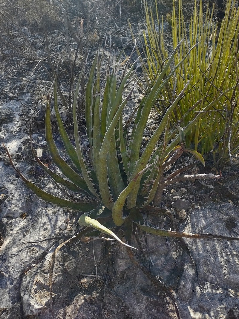 Agave kerchovei photo 6