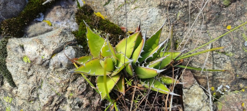 Agave kerchovei photo 7