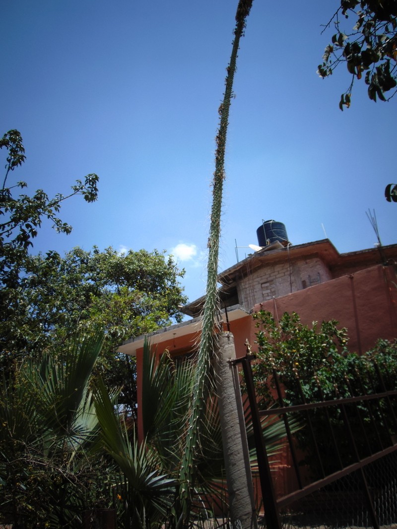 Agave kerchovei photo 8