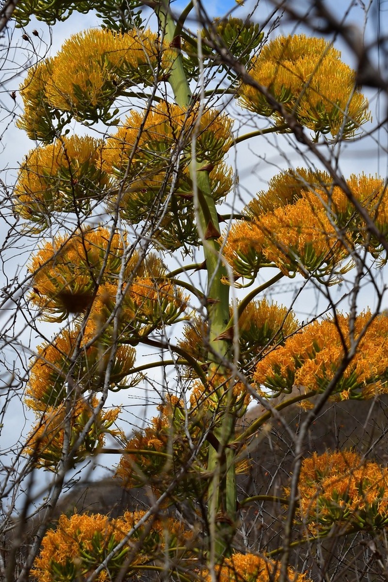 Agave kewensis