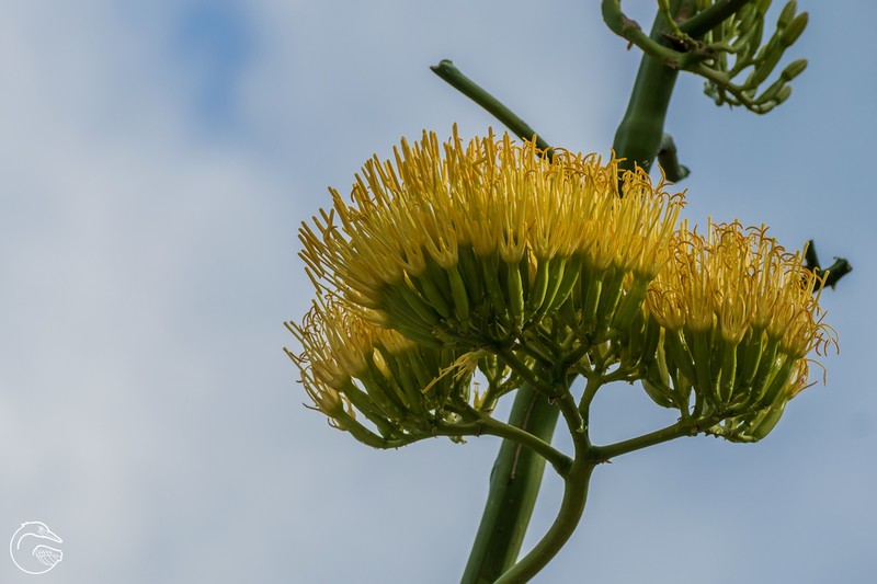 Agave kewensis photo 2