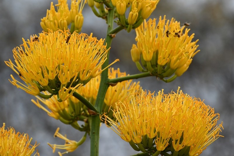Agave kewensis photo 3