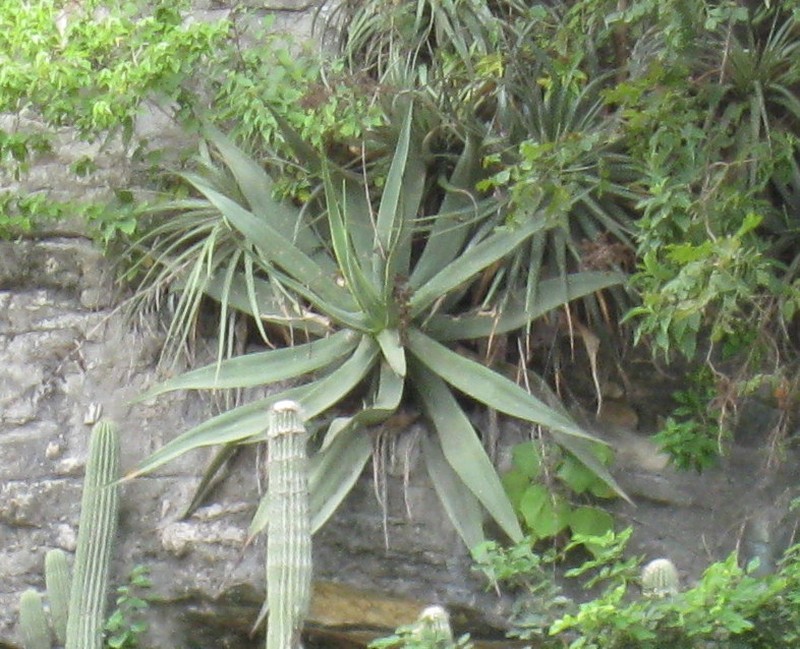 Agave kewensis photo 4