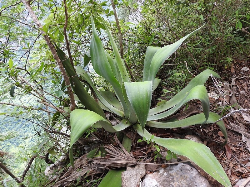 Agave kewensis photo 5