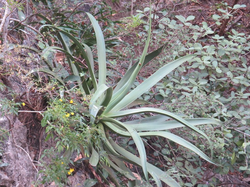 Agave kewensis photo 6