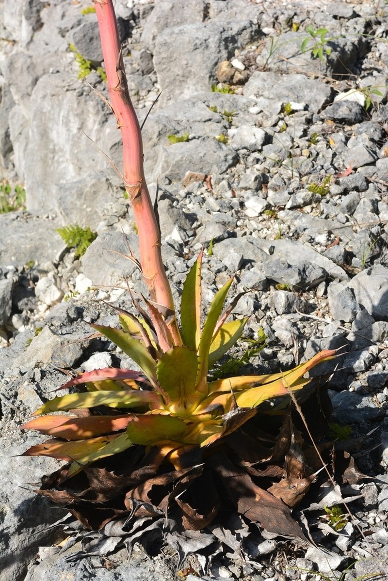Agave kewensis photo 7