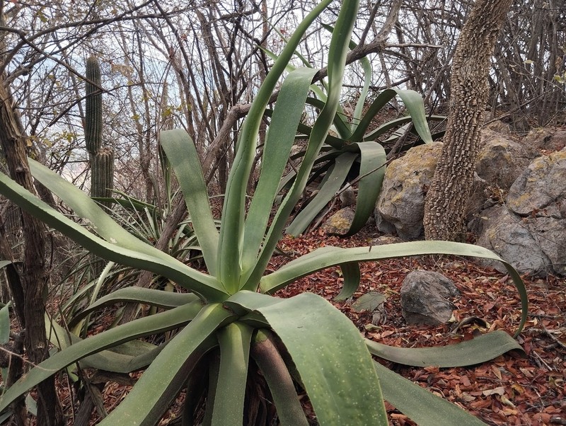 Agave kewensis photo 8