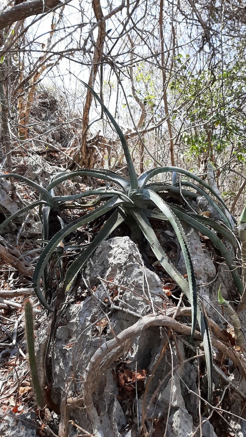 Agave kristenii photo 2