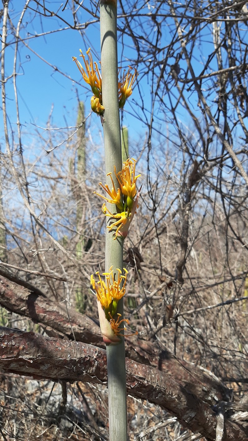 Agave kristenii photo 4
