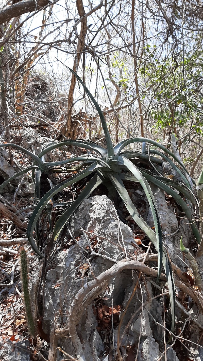 Agave kristenii photo 5
