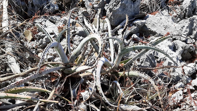 Agave kristenii photo 6