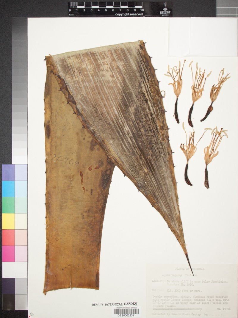 Agave lagunae