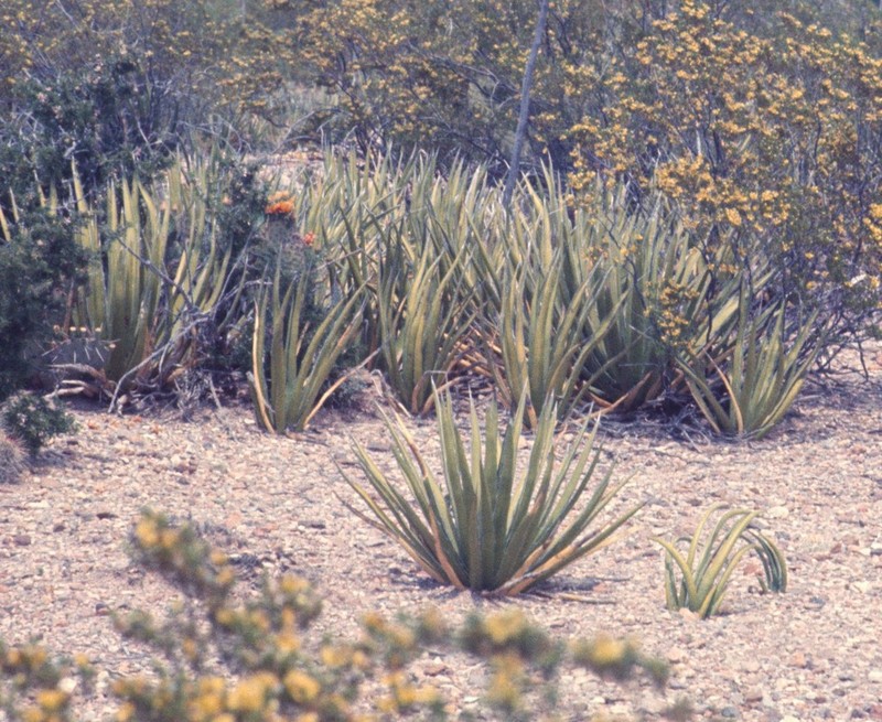 Lechuguilla photo 2