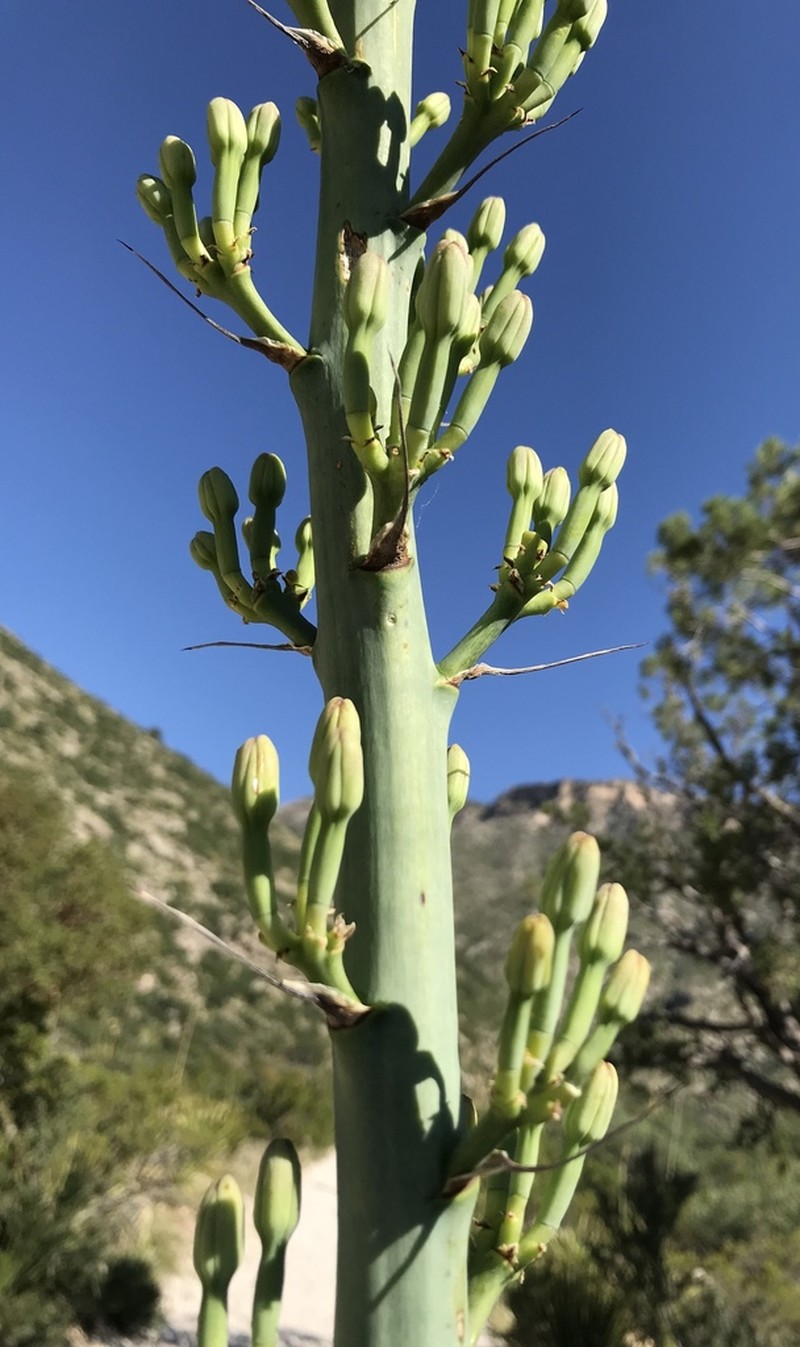 Lechuguilla photo 3