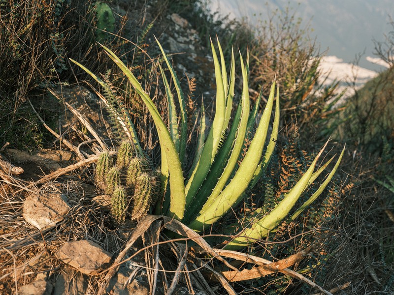 Lechuguilla photo 4
