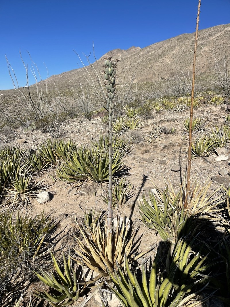 Lechuguilla photo 5