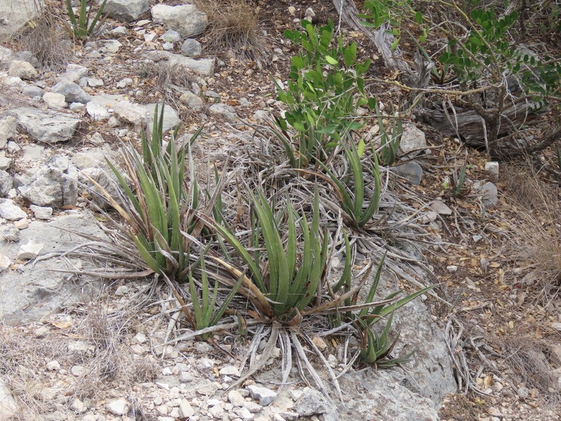 Lechuguilla photo 6