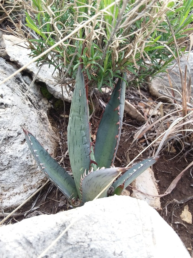 Lechuguilla photo 7