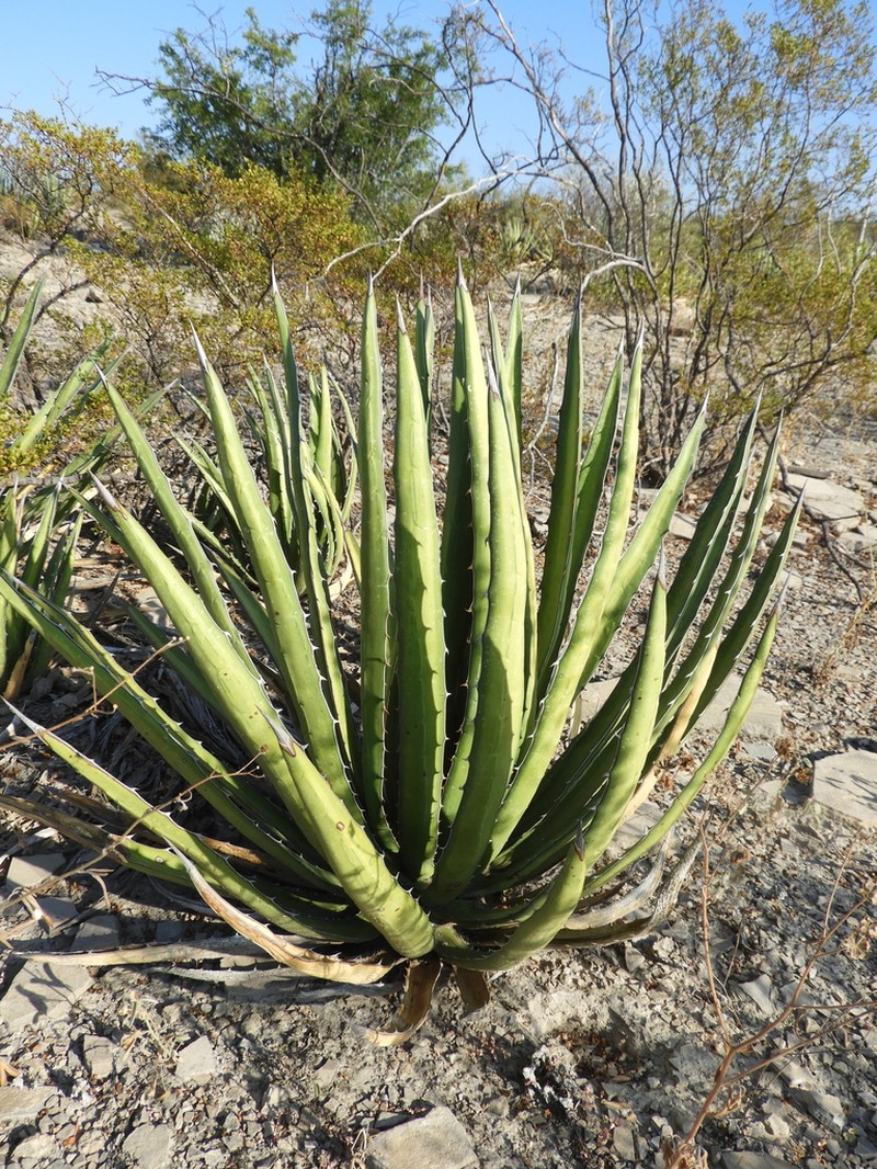 Lechuguilla photo 8