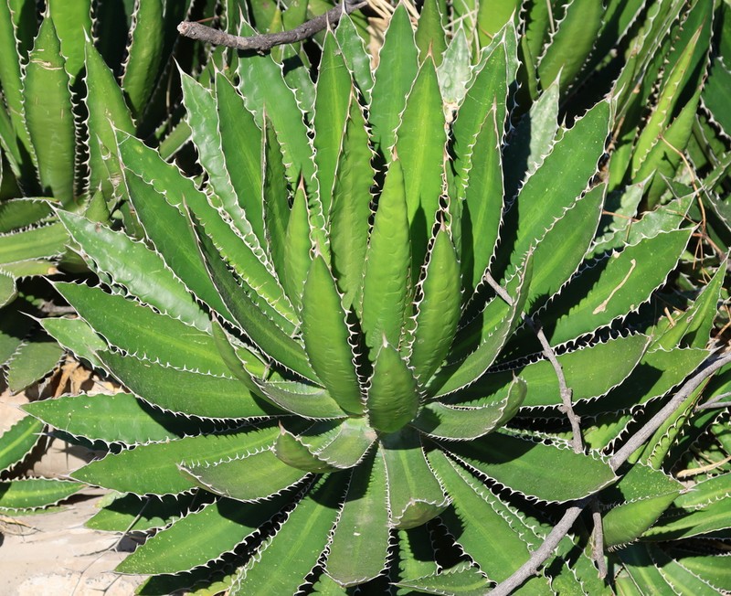 Mckelvey's Century Plant photo 3