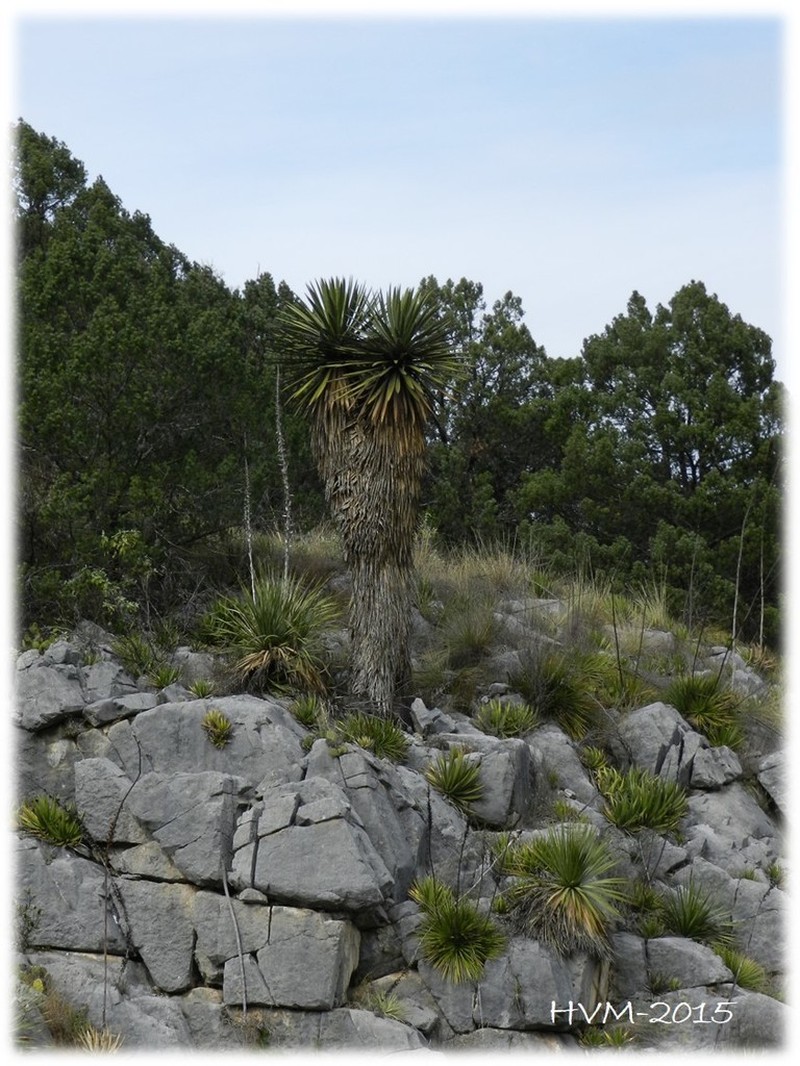 Mckelvey's Century Plant photo 4
