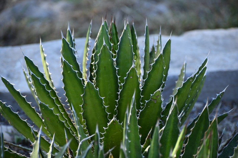 Mckelvey's Century Plant photo 5
