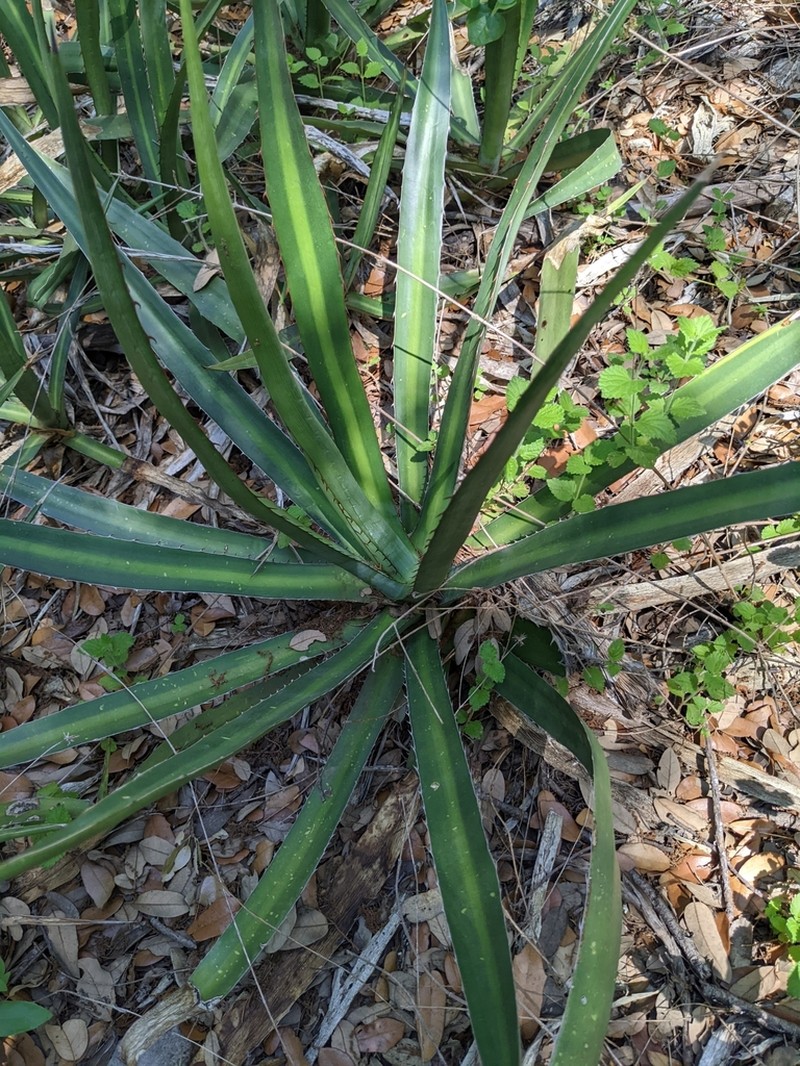 Mckelvey's Century Plant photo 6