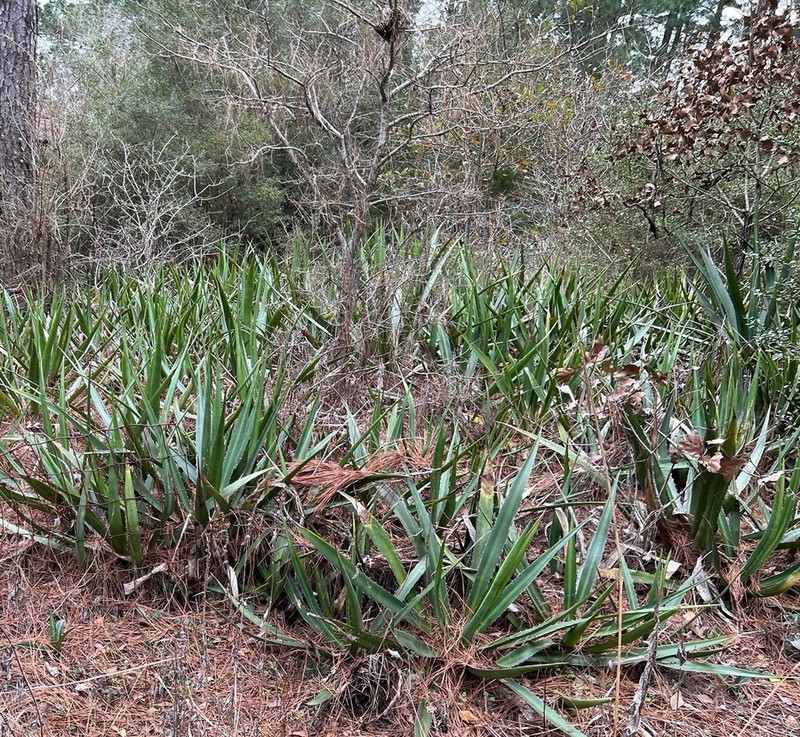 Mckelvey's Century Plant photo 7
