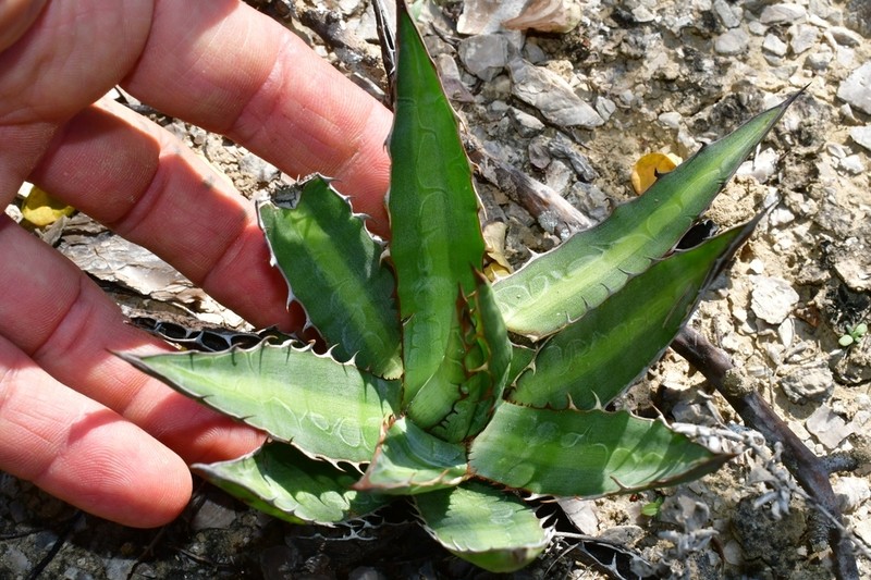 Mckelvey's Century Plant photo 8
