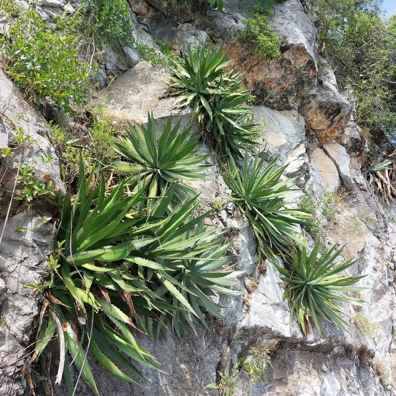 Mckelvey's Century Plant photo 9