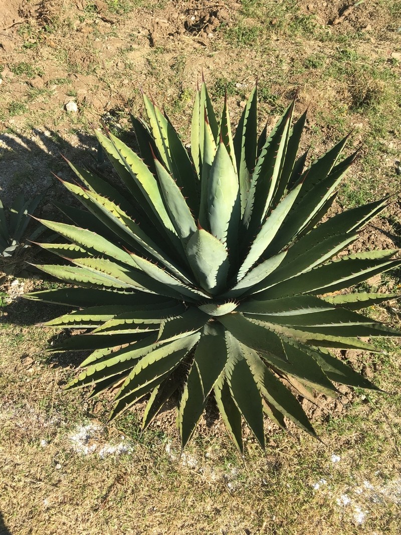 Agave lyobaa photo 2