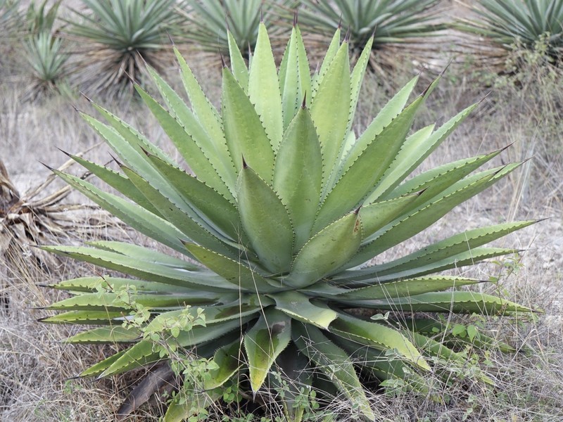 Agave lyobaa photo 3