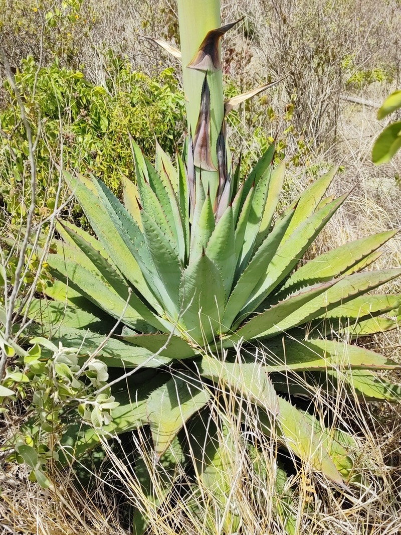 Agave lyobaa photo 4