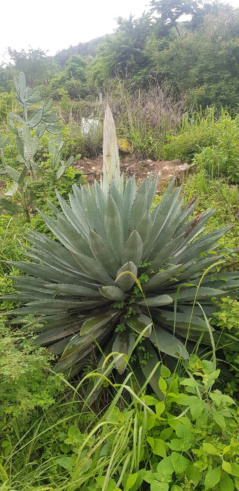 Agave lyobaa photo 5